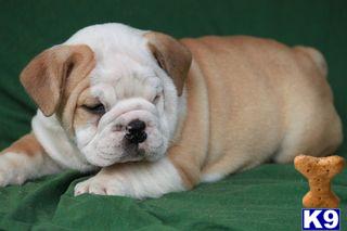 English Bulldog Puppies for Sale